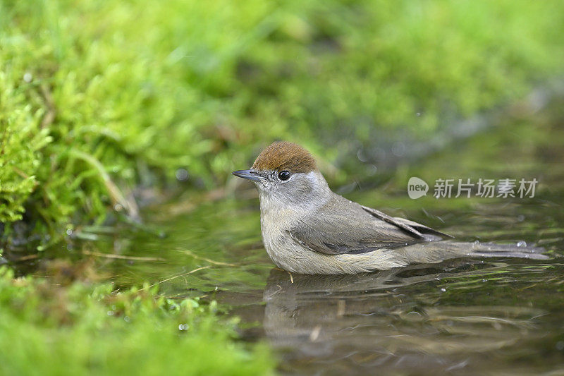 雌性黑头莺(Sylvia atricapilla)